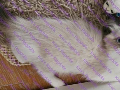 Leia Rare Seal Tortie Mitted Ragdoll Kitten - Ragdoll - Gallery Photo #1