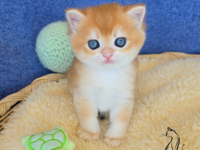 Kenzo - British Shorthair - Gallery Photo #1