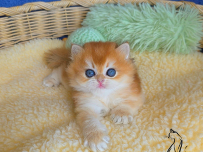 Kevin - British Shorthair - Gallery Photo #1