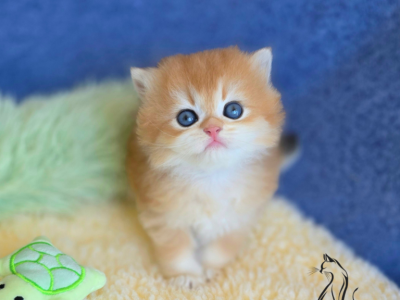 Kaiser - British Shorthair - Gallery Photo #1