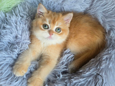 Jasmine - British Shorthair - Gallery Photo #1