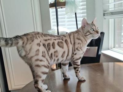 Mellow - Bengal - Gallery Photo #1