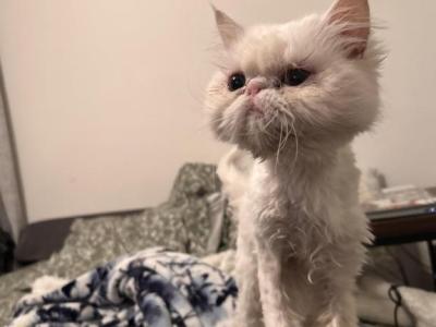 Sally - Persian - Gallery Photo #1