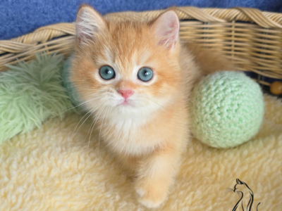 Jasper - British Shorthair - Gallery Photo #1