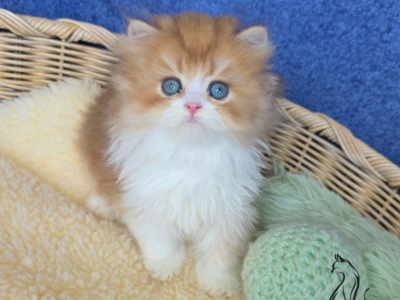 Jordan - British Shorthair - Gallery Photo #1