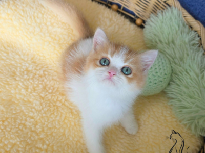 Jonathan - British Shorthair - Gallery Photo #1