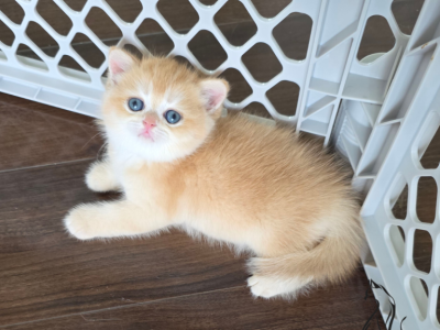Jolie - British Shorthair - Gallery Photo #1