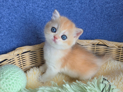 Louis - British Shorthair - Gallery Photo #1