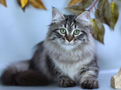 Gemma - Siberian - Gallery Photo #1