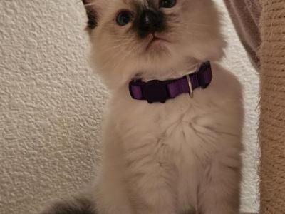 Maffin - Ragdoll - Gallery Photo #1