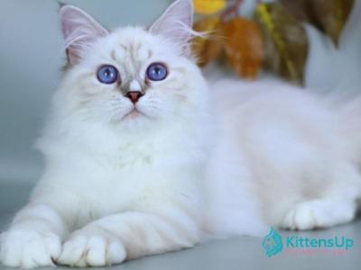 Gala - Siberian - Gallery Photo #1
