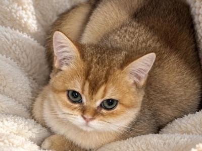 Simona - British Shorthair - Gallery Photo #1