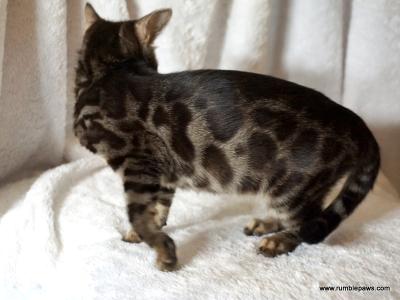 Double Charcoal Female Sale Or Trade Considered - Bengal - Gallery Photo #1