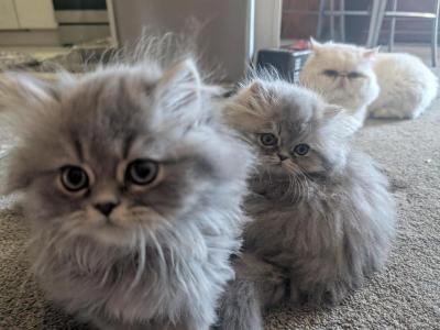 Smokey Silver Boy And Calico Girl - Persian - Gallery Photo #1