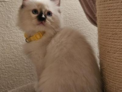 Amelia - Ragdoll - Gallery Photo #1
