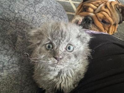 Ed - Selkirk Rex - Gallery Photo #1
