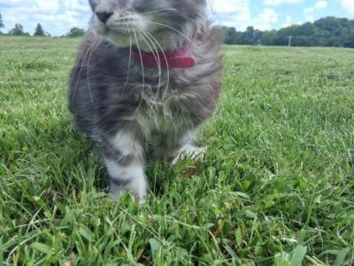 Zelda - Maine Coon - Gallery Photo #1