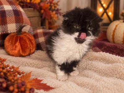 Iggy - Selkirk Rex - Gallery Photo #1
