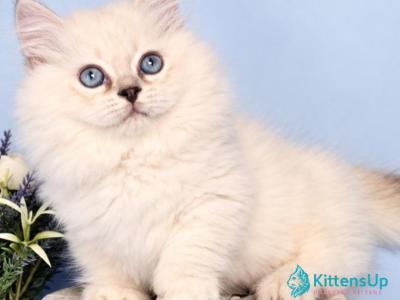 Diana - Munchkin - Gallery Photo #1