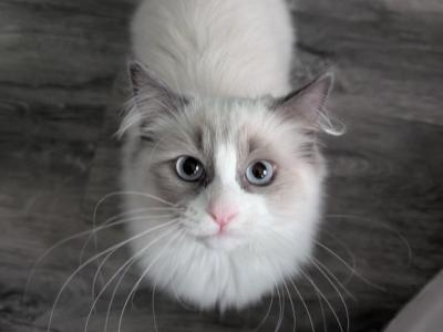 Sunnie - Ragdoll - Gallery Photo #1