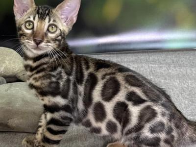 Henry - Bengal - Gallery Photo #1