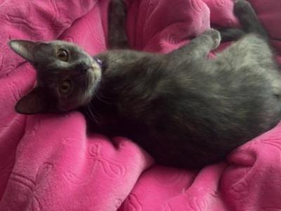 Sage - Domestic - Gallery Photo #1