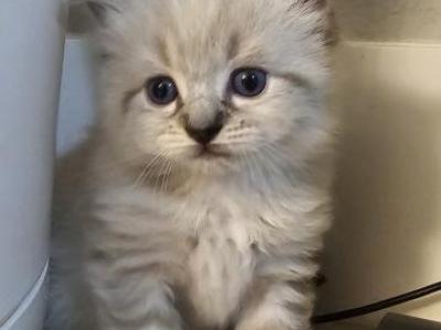 Venus - Ragdoll - Gallery Photo #1
