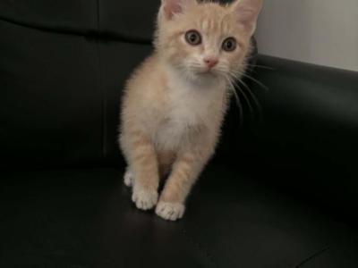 You Name Him Orange - Domestic - Gallery Photo #1