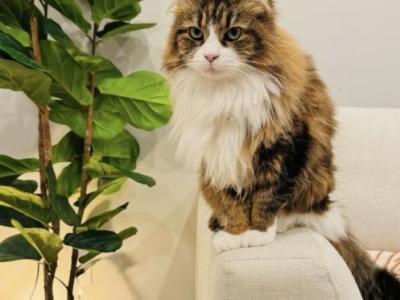 Peach - Siberian - Gallery Photo #1