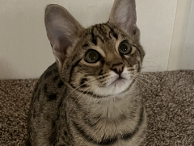 F2 Savannah Boy Wilbert - Savannah - Gallery Photo #1