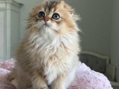 Alice Litter A - Scottish Fold - Gallery Photo #1