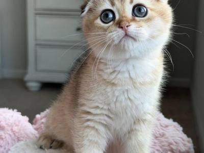 Amelia - Scottish Fold - Gallery Photo #1