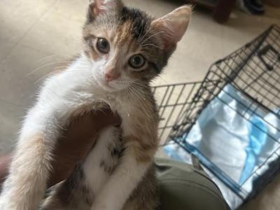 Calico - American Shorthair - Gallery Photo #1