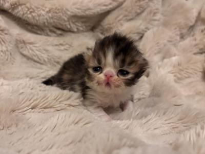 Calico Kitty - Persian - Gallery Photo #1