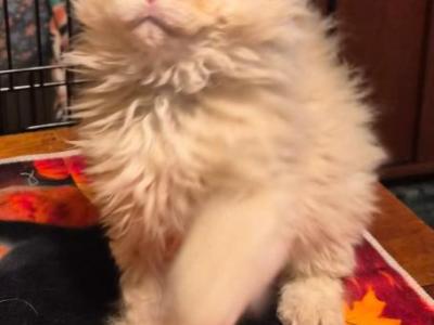Cream Colored Selkirk Rex Male - Selkirk Rex - Gallery Photo #1