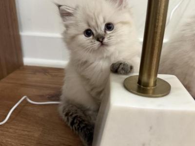 Nelly Rare Ragdoll Scottish Kitten - Ragdoll - Gallery Photo #1