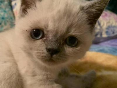 Sadie - Himalayan - Gallery Photo #1