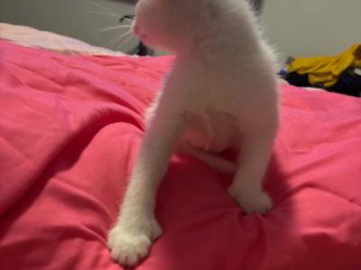 You Name Him - Turkish Van - Gallery Photo #1
