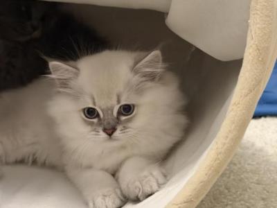 Icee Rare Ragdoll Scottish Kitten - Ragdoll - Gallery Photo #1