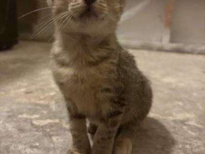 Meowchi - Domestic - Gallery Photo #1