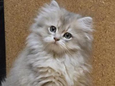 Sweet British Shorthair Kittens Pet Only - British Shorthair - Gallery Photo #1