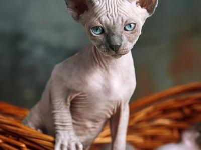 Nefertiti - Sphynx - Gallery Photo #1