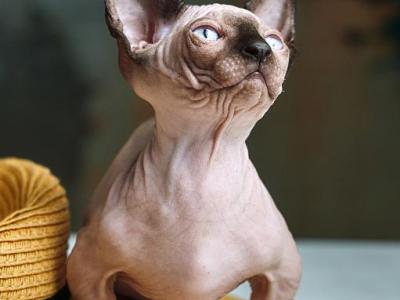 Lion - Sphynx - Gallery Photo #1