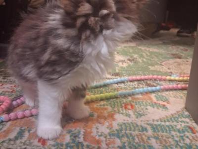 BB - Munchkin - Gallery Photo #1