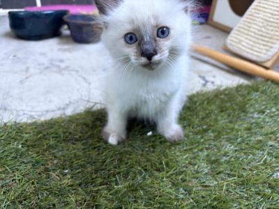 Boo - Siamese - Gallery Photo #1
