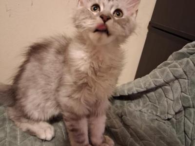 Oden - Maine Coon - Gallery Photo #1