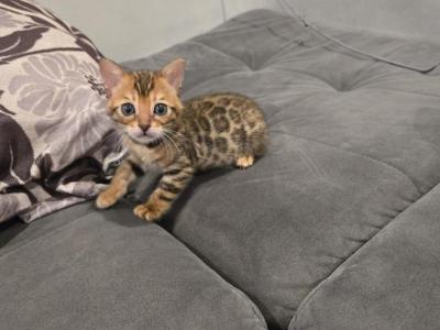 Lola - Bengal - Gallery Photo #1