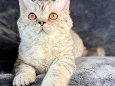Sprite - Selkirk Rex - Gallery Photo #1