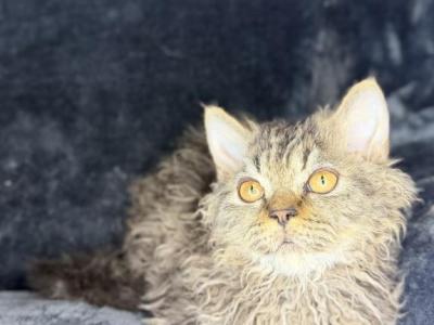 Laddie - Selkirk Rex - Gallery Photo #1