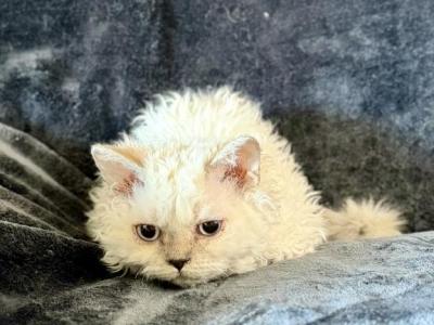 Tryst - Selkirk Rex - Gallery Photo #1